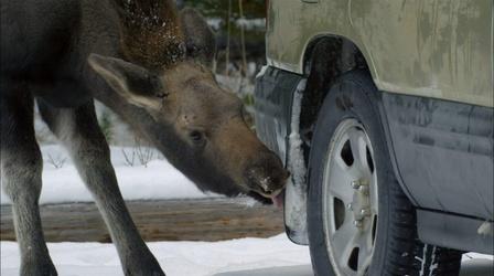 Why Do Moose Enjoy Licking Cars? 