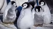 Snow Chick | Preview 
