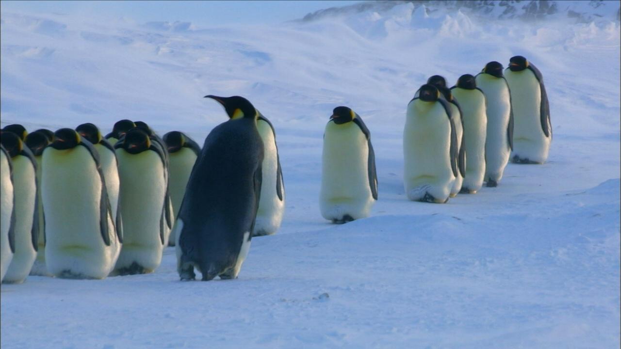 Snow Chick | How Penguin Moms Find Their Chicks | Nature | Pbs