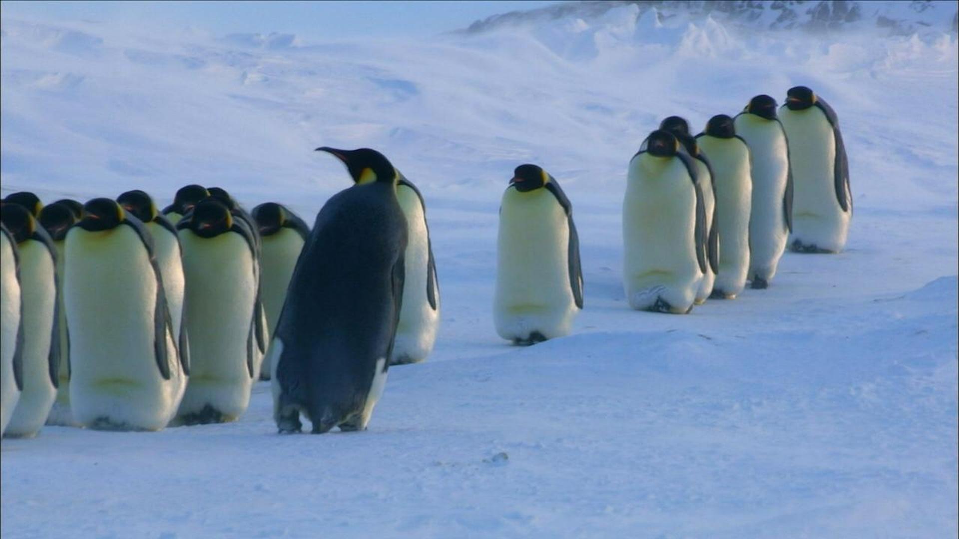 How Female Emperor Penguins Find Their Chicks | Nature | WLIW