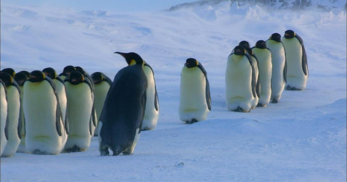 Nature | How Female Emperor Penguins Find Their Chicks | Season 34 ...