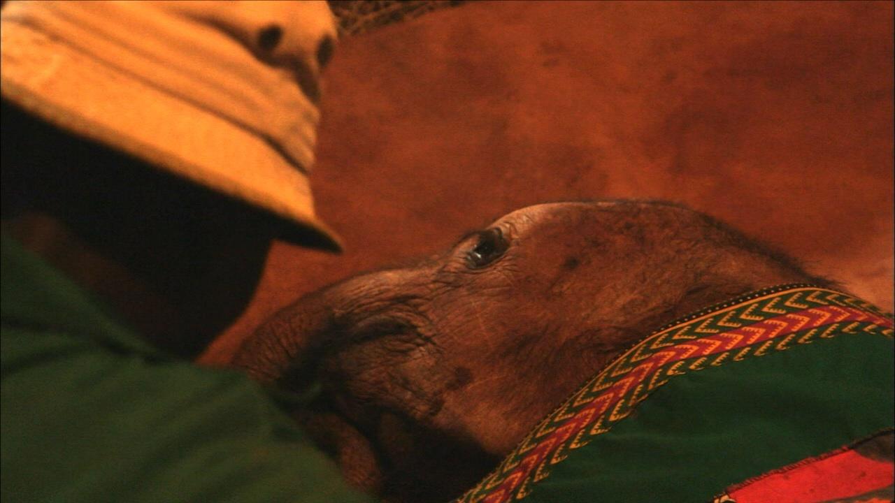 Nature | Bedtime at the Elephant Orphanage