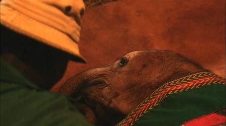 Bedtime at the Elephant Orphanage