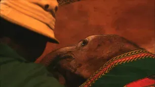 Bedtime at the Elephant Orphanage