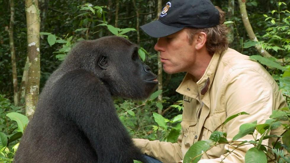 S34 Ep1: Gorilla Reunites with Old Friend image