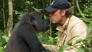 Gorilla Reunites with Old Friend 