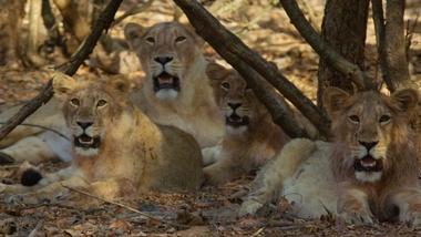 India's Wandering Lions | Asiatic Lion Fact Sheet | Nature | PBS