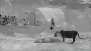 Lion Caught on Infrared Camera 