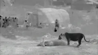 Lion Caught on Infrared Camera 