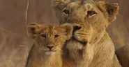 India's Wandering Lions