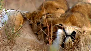 Lion Cubs Playing with Mom and Dad 