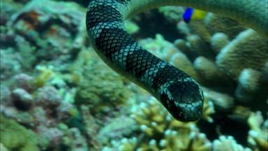 Roving Gang of Sea Snakes and Fish Terrorize Reef 