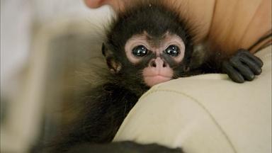 Orphaned Spider Monkey Nursed Back to Health