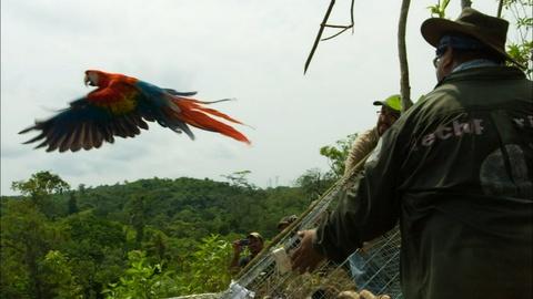 Parrots | Nature | PBS