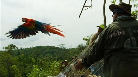 Scarlet Macaws Released to the Wild 