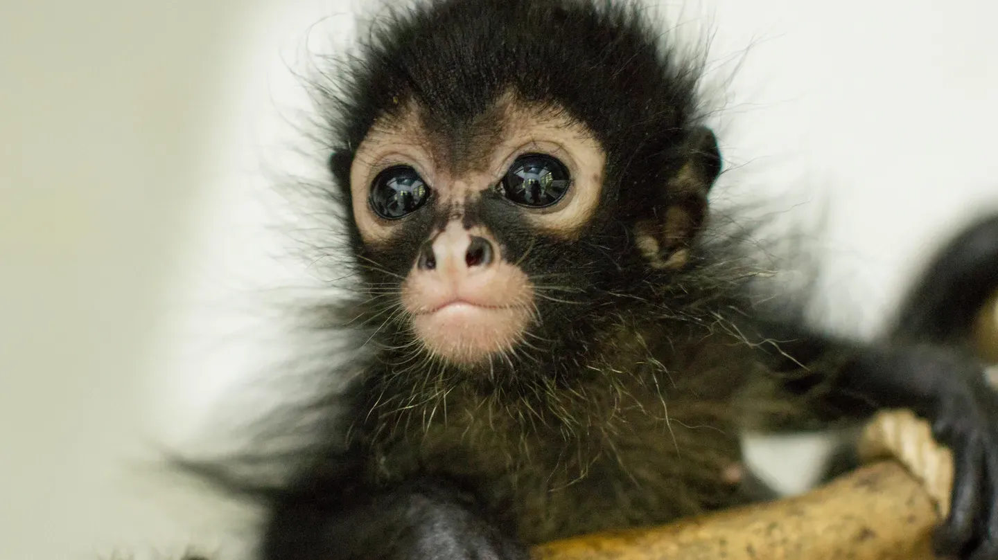 Jungle Animal Hospital