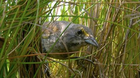 Video thumbnail: Nature Saltmarsh Sparrow Chick Narrowly Escapes Death 