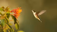 Super Hummingbirds | Preview 