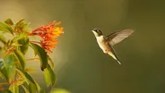 Super Hummingbirds | Preview 