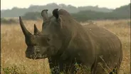Rhinoceros