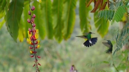 Video thumbnail: Nature Hummingbirds Battle in the Air 