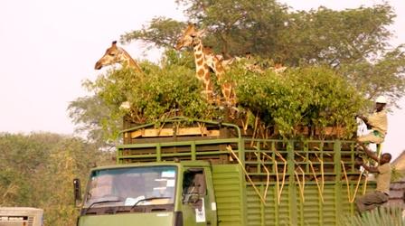 Giraffe Road Trip 