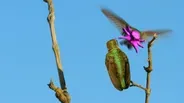 Costa's Hummingbird Dances to Woo Mate 