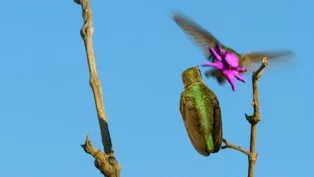 Costa's Hummingbird Dances to Woo Mate 