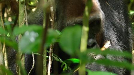 Close Encounter with Huge Silverback Gorilla 