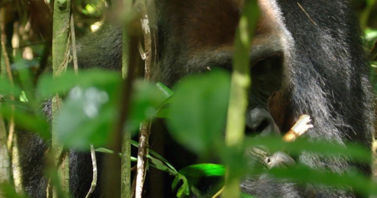 huge silverback gorilla