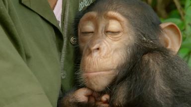 Orphaned Baby Chimp Snuggles with Caregiver 