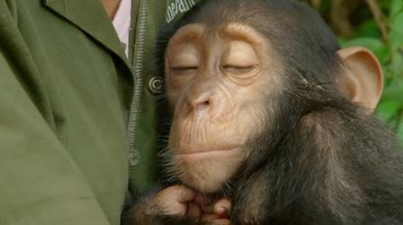 Orphaned Baby Chimp Snuggles with Caregiver 
