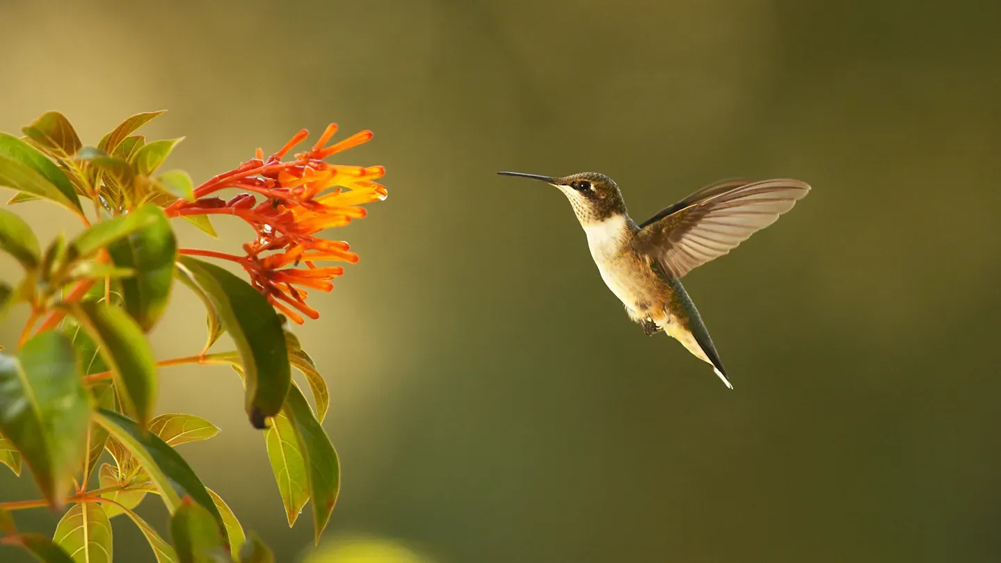 Super Hummingbirds