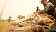 Wildlife Vets Take Down Giraffe — To Save It!