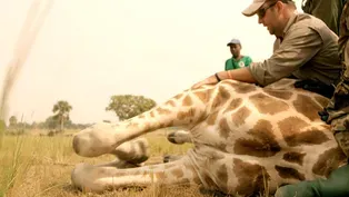 Wildlife Vets Take Down Giraffe — To Save It!