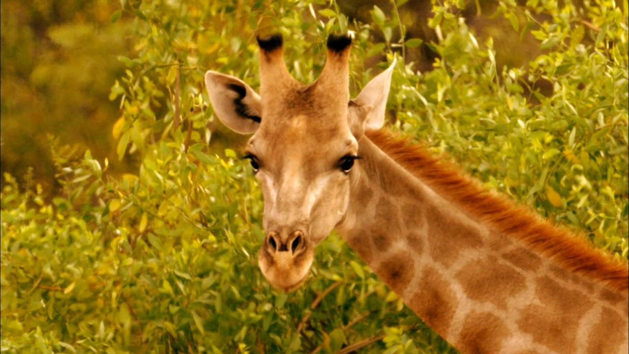 Nature | Giraffes: Africa's Gentle Giants