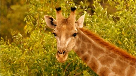 Giraffes: Africa's Gentle Giants 