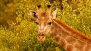 Giraffes: Africa's Gentle Giants 