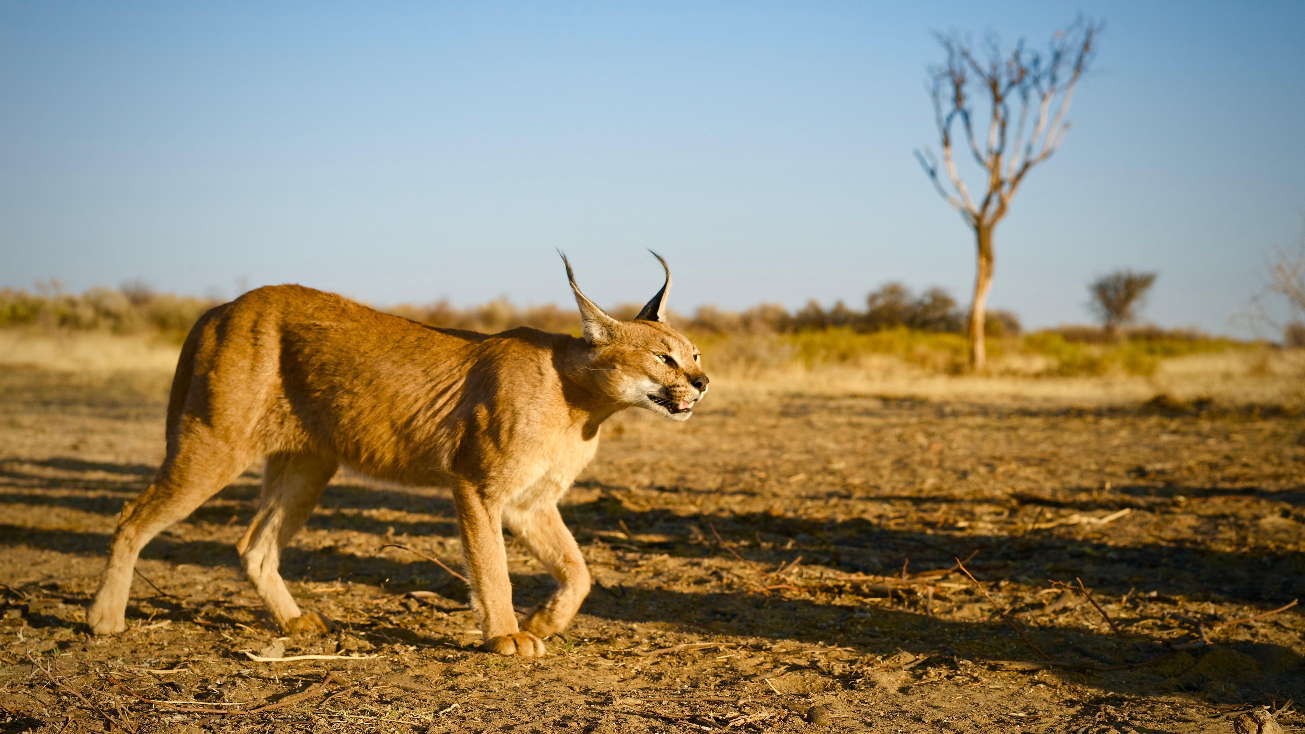 Why can only big cats roar? - Discover Wildlife