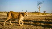 The Story of Cats | Asia to Africa | Preview 