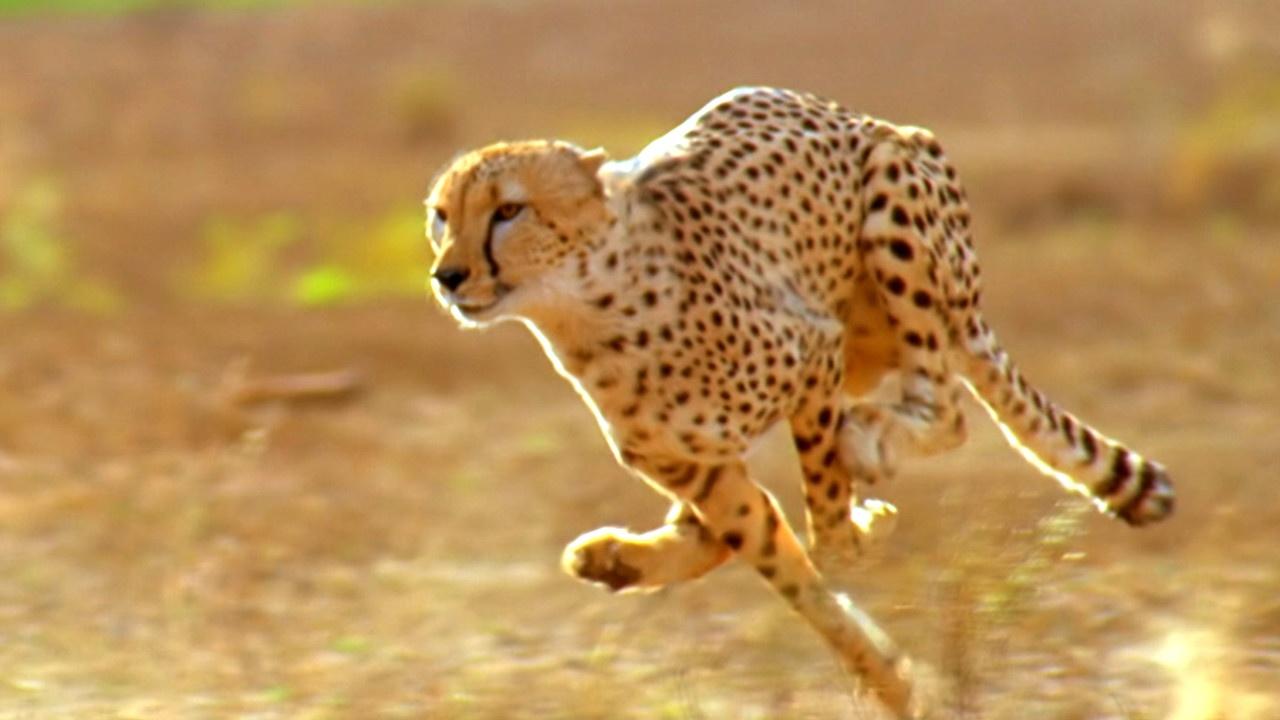 The Story of Cats | Did the American Cheetah Make the Pronghorn Fast? |  Nature | PBS
