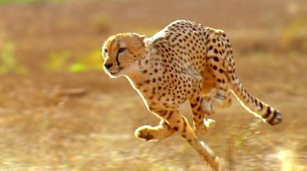 Video thumbnail: Nature Did the American Cheetah Make the Pronghorn Fast?