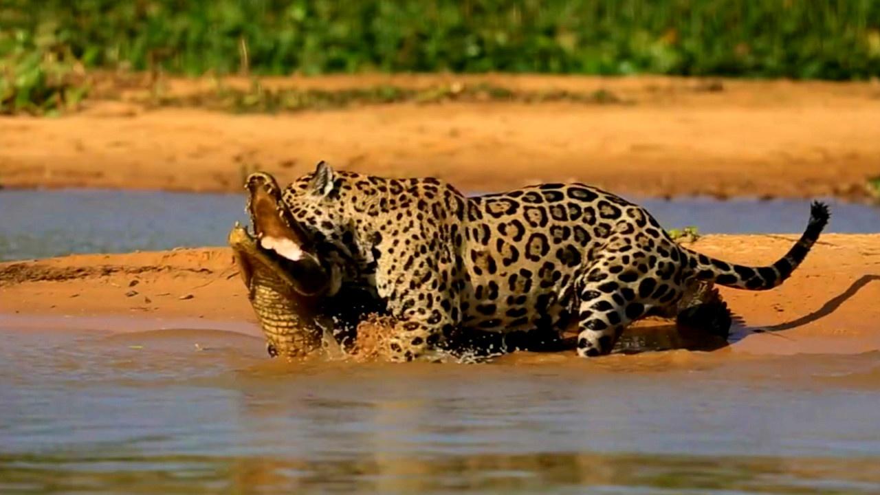 jaguar attacking prey
