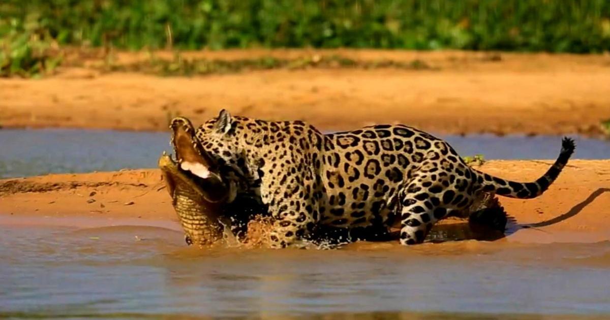 Nature | Jaguar Attacks Caiman Crocodile
