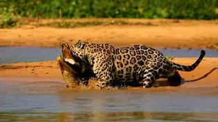 Jaguar Attacks Caiman Crocodile