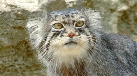 Video thumbnail: Nature Grumpy-Faced Cat is a Mountain Survivor