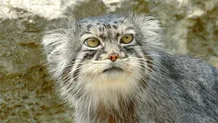 Grumpy-Faced Cat is a Mountain Survivor