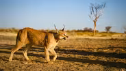 The Story of Cats | Asia to Africa