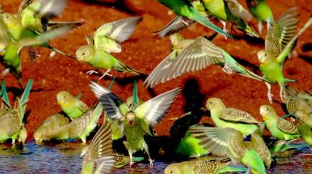 Video thumbnail: Nature Parrots in the Land of Oz