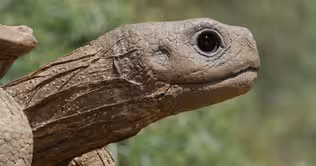 Coming Soon: Spy in the Wild, A NATURE mini-series 